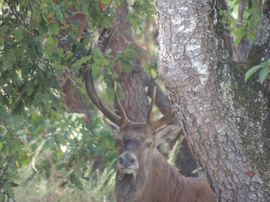 Entre Chevreuil Et Cerf Villa Belin-Beliet Kültér fotó
