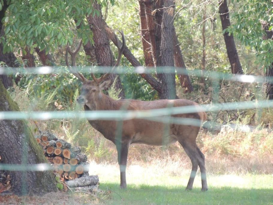 Entre Chevreuil Et Cerf Villa Belin-Beliet Kültér fotó